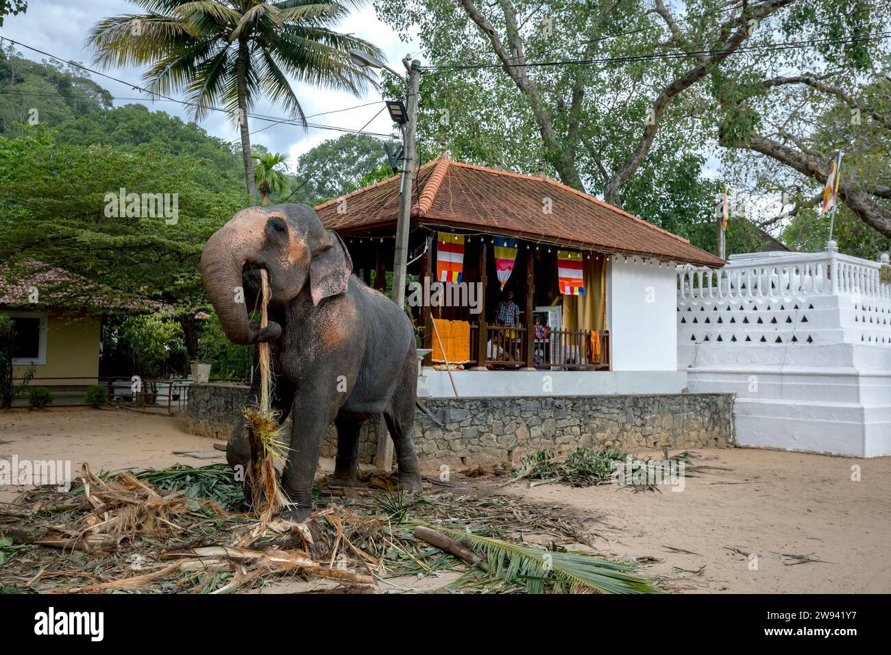KANDY, SRI LANKA - AUGUST 28, 2023 : A ceremonial elephant feeds on palm leaves within the Temple of the Sacred Tooth Relic complex at Kandy in Sri La Stock Photo