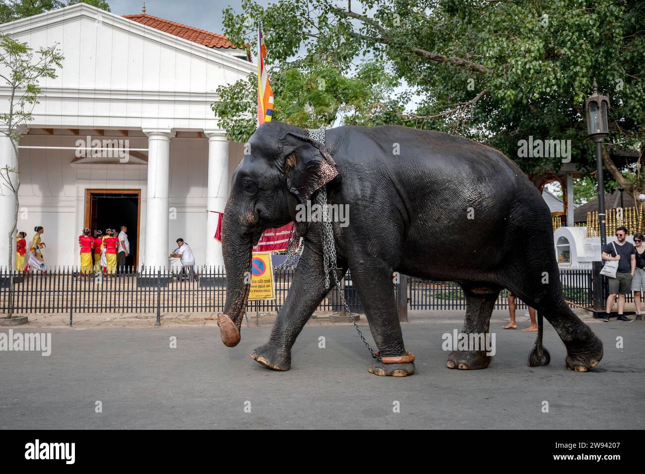 A ceremonial elephant  walks on a street at Kandy in Sri Lanka after being washed at a nearby fountain prior to the start of the Esala Perahera. Stock Photo