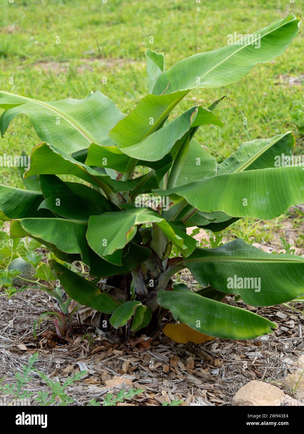 Williams Dwarf Banana Tree Stock Photo - Alamy