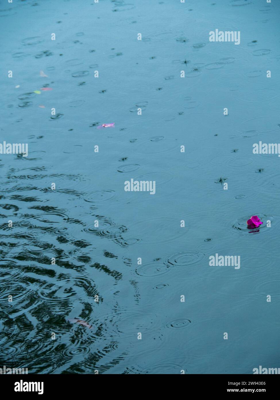 Shiny river water surface with ripples from rain falling and purple flowers (Bougainvillea) floating on top Stock Photo