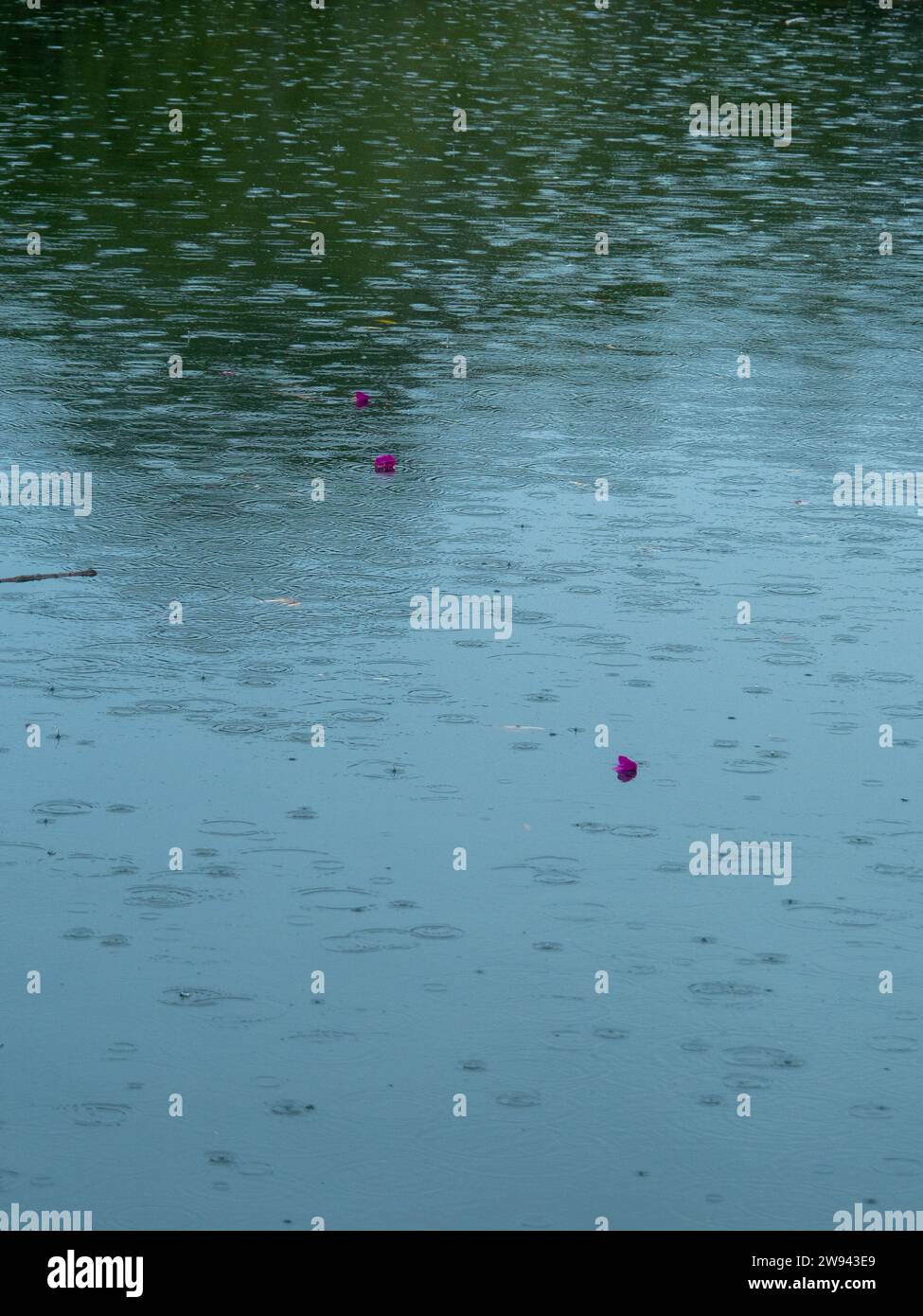 Shiny river water surface with ripples from rain falling and three purple flowers (Bougainvillea) floating on top Stock Photo