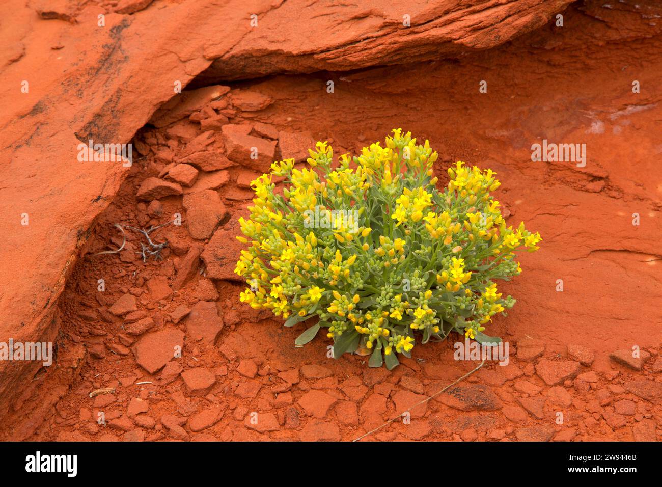 Newberry's twinpod (Physaria newberryi) at Cliffline Viewpoint, Dead Horse Mesa Scenic Byway, Grand County, Utah Stock Photo