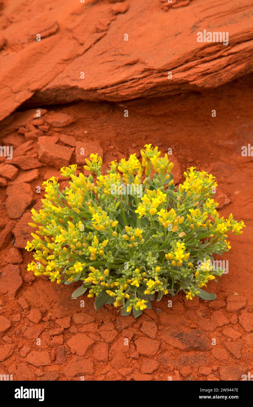 Newberry's twinpod (Physaria newberryi) at Cliffline Viewpoint, Dead Horse Mesa Scenic Byway, Grand County, Utah Stock Photo