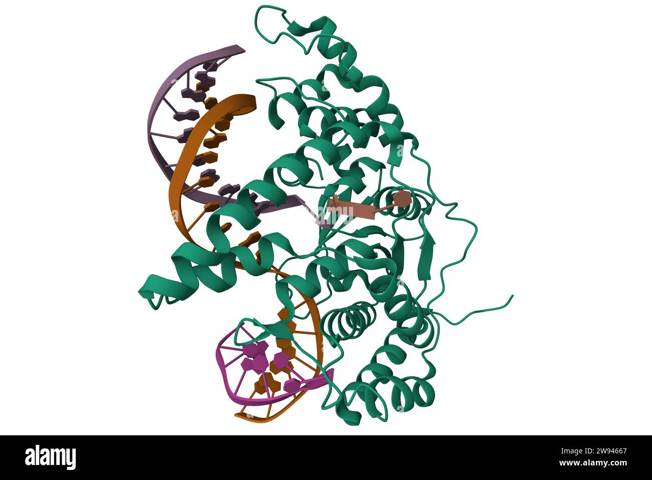 Flap endonuclease 1 (FEN1) D233N with cleaved product fragment. 3D cartoon model, PDB 5k97, white background Stock Photo