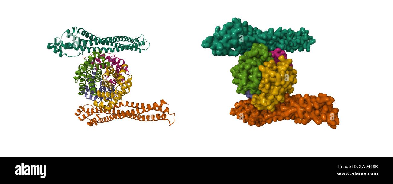 Haptoglobin haemoglobin hires stock photography and images Alamy