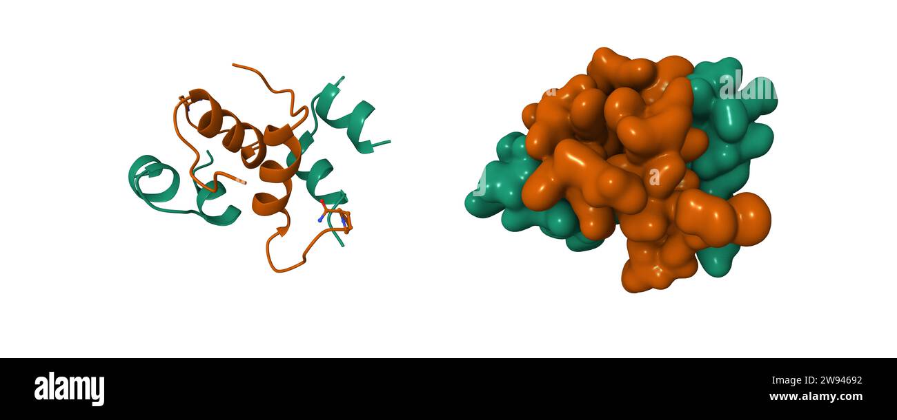 Semisynthetic highly active analogue of human insulin DProB26DTI