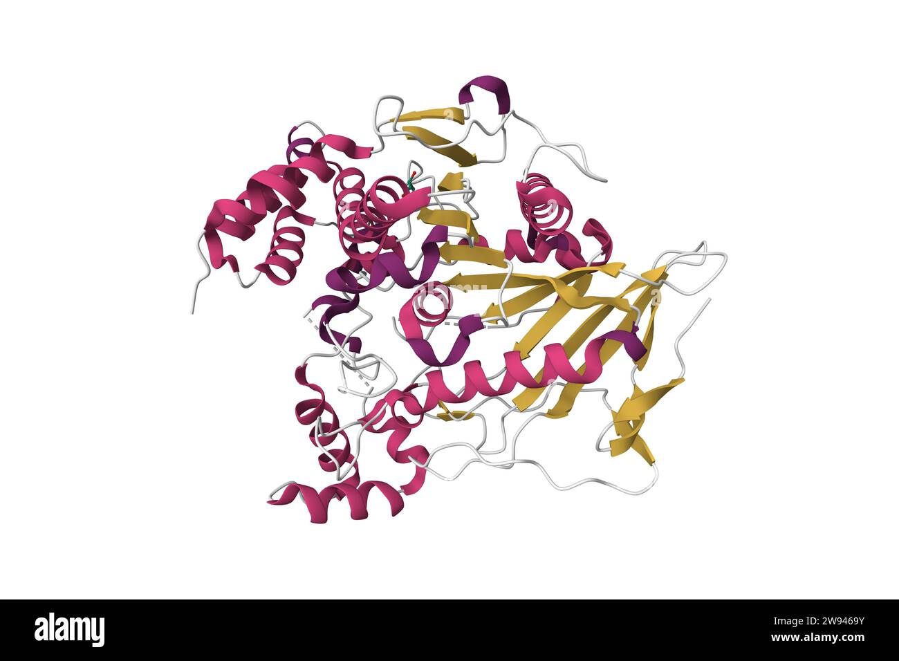 Structure of native human bile salt activated lipase. 3D