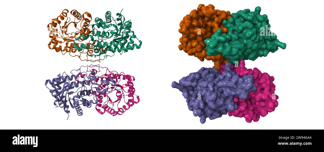 Cryo-EM structure of human kidney betaine-homocysteine methyltransferase. 3D cartoon and Gaussian surface models, chain id color scheme,  PDB 8d45 Stock Photo