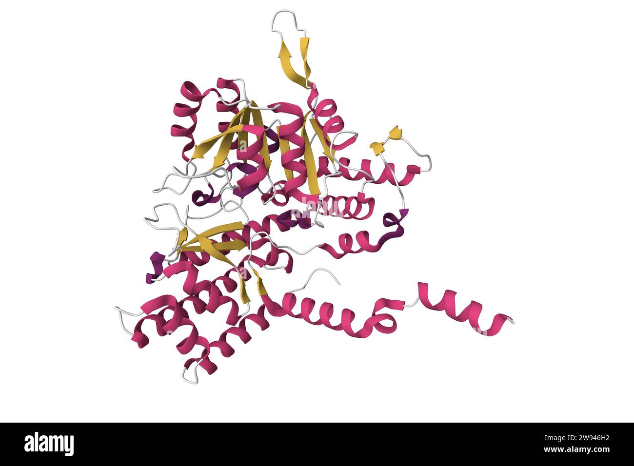 Recombinant human serine hydromethyltransferase. 3d cartoon model, secondary structure color scheme, PDB 1bj4, white background Stock Photo