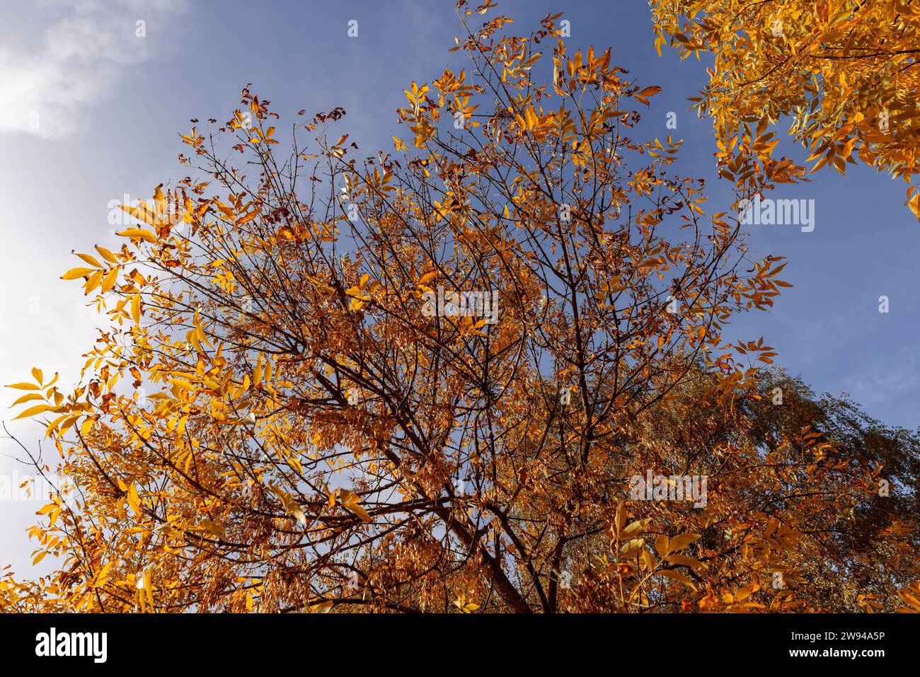 Yellowing ash foliage in the autumn season, ash foliage changing color from green to yellow-orange Stock Photo