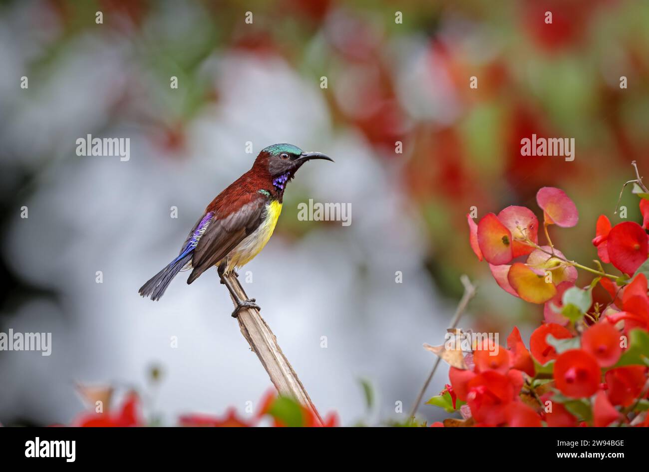 purple-rumped sunbird is a sunbird endemic to the Indian Subcontinent.this photo was taken from Bangladesh. Stock Photo