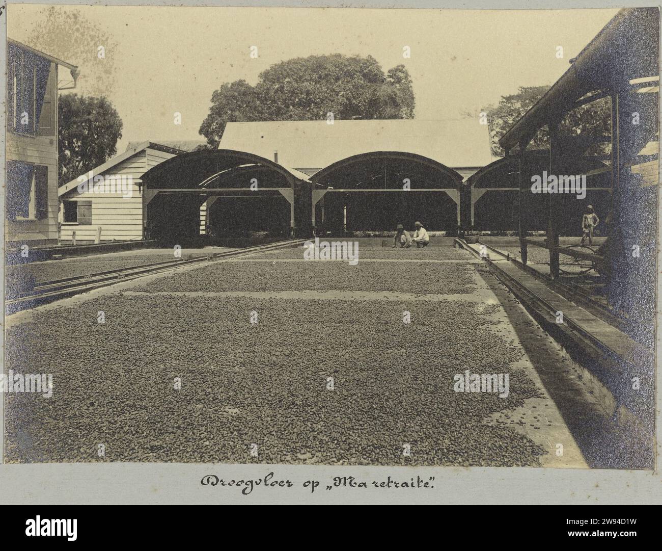 Drying floor on "Ma Retrain", 1903 1910 photograph Cocoa beans drug