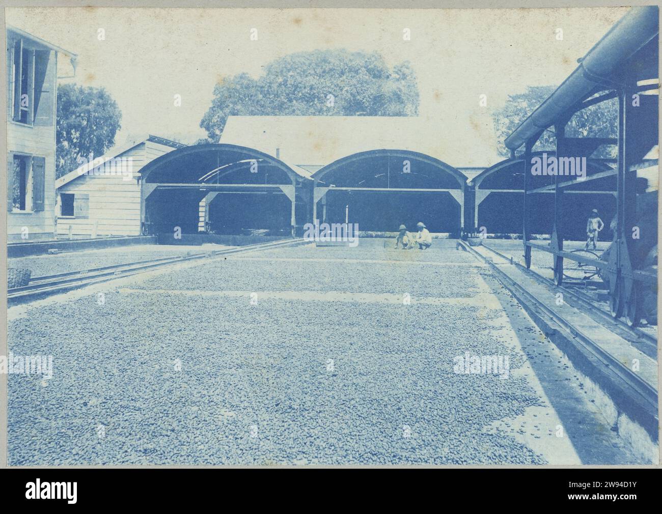 Drying floor on "Ma Retrain", 1903 1910 photograph Cocoa beans drug