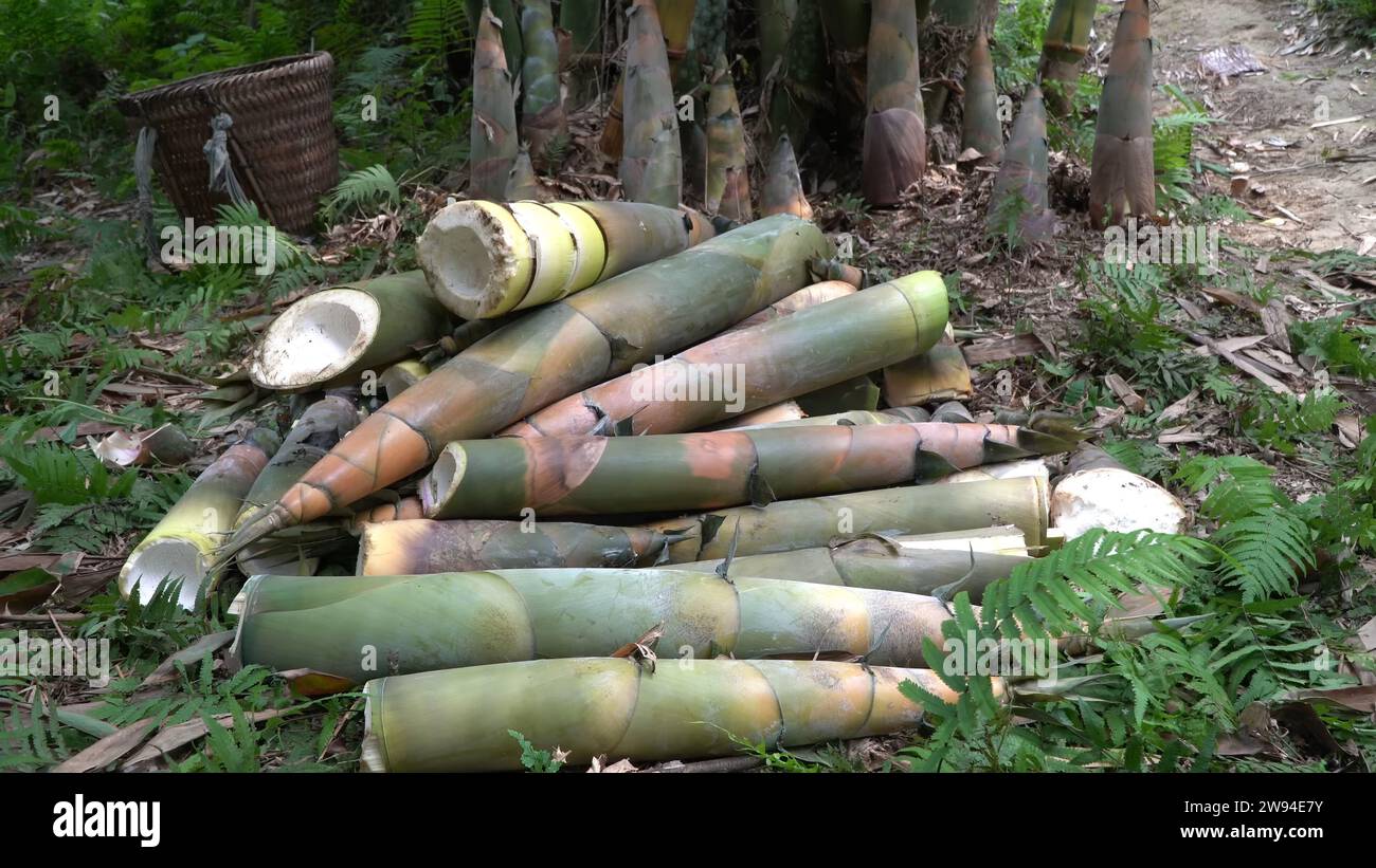 Giant bamboo harvesting hires stock photography and images Alamy