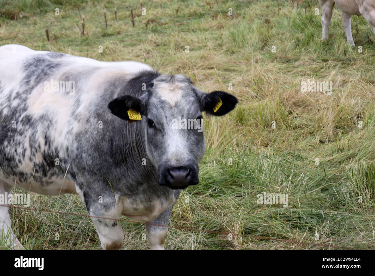 White and black Holstein Frysian cow on a meadow in the Netherlands Stock Photo