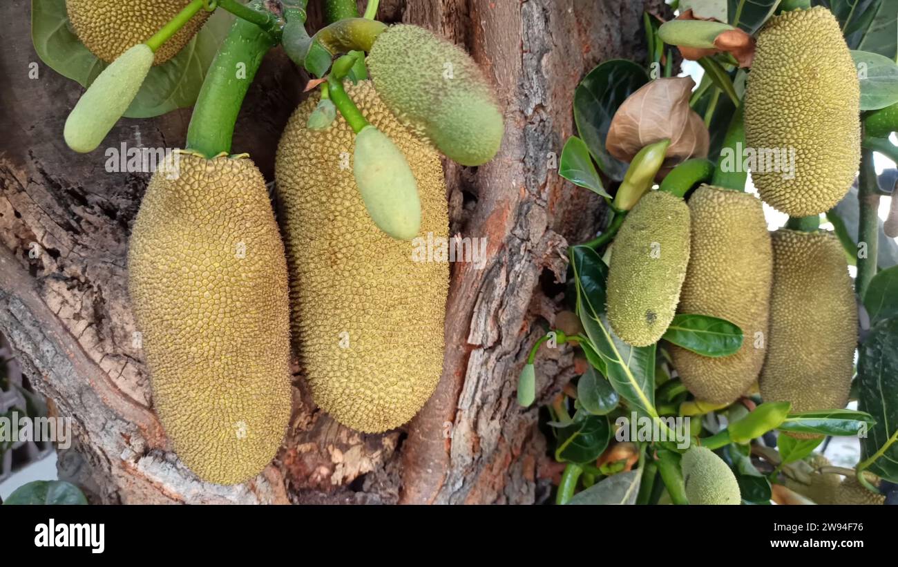 Hundreds of jackfruits hanging on organically grown trees, showcasing giant, luscious jackfruits in Thailand. Stock Photo