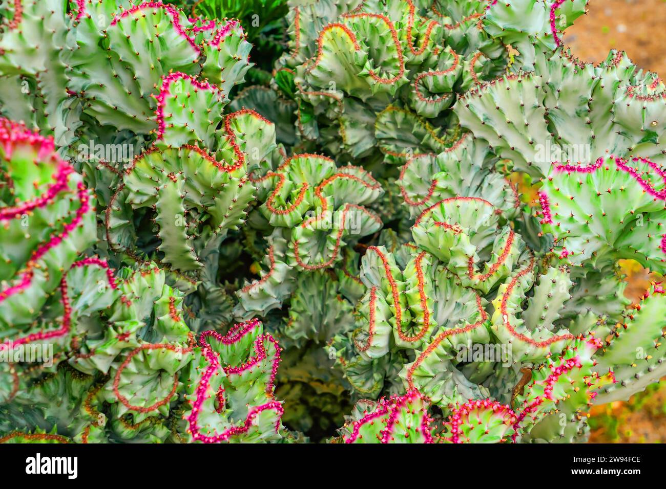 green coral cactus (Euphorbia lactea cristata). a succulent plant with