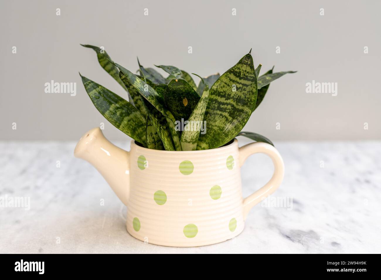 Ornamental indoor snake plant for office desk in a decorative ceramic kettle flowerpot. Stock Photo