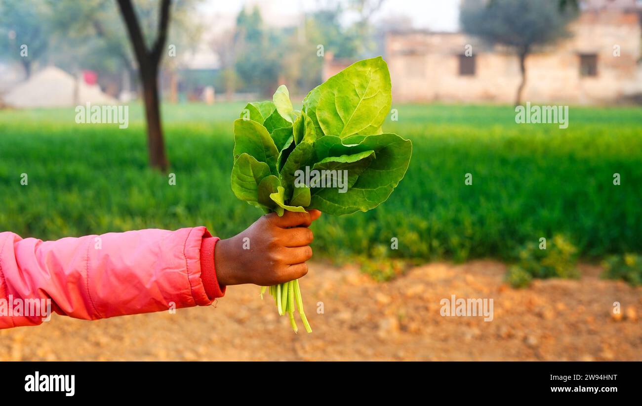 Bundle of fresh spinach isolated on green field background. Girl hand holding organic spinach at countryside India. Stock Photo