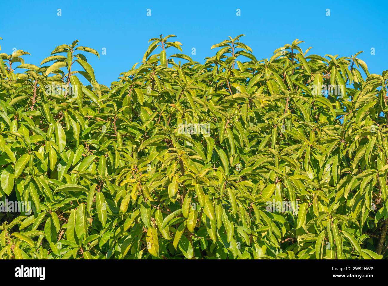 The leaves of a Ficus Vogelii (African Rubber Tree) also known as Vogal's Fig, growing in the Royal Botanic Gardens Sydney, Australia Stock Photo