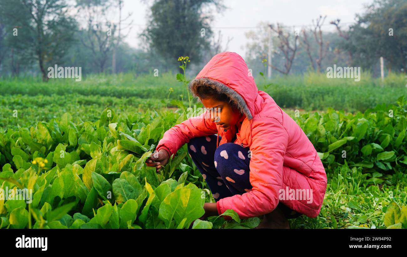 Little girl harvesting organic green spinach at countryside farmland. Agricultural checking weed and insects in row of salad green leaf in organic veg Stock Photo