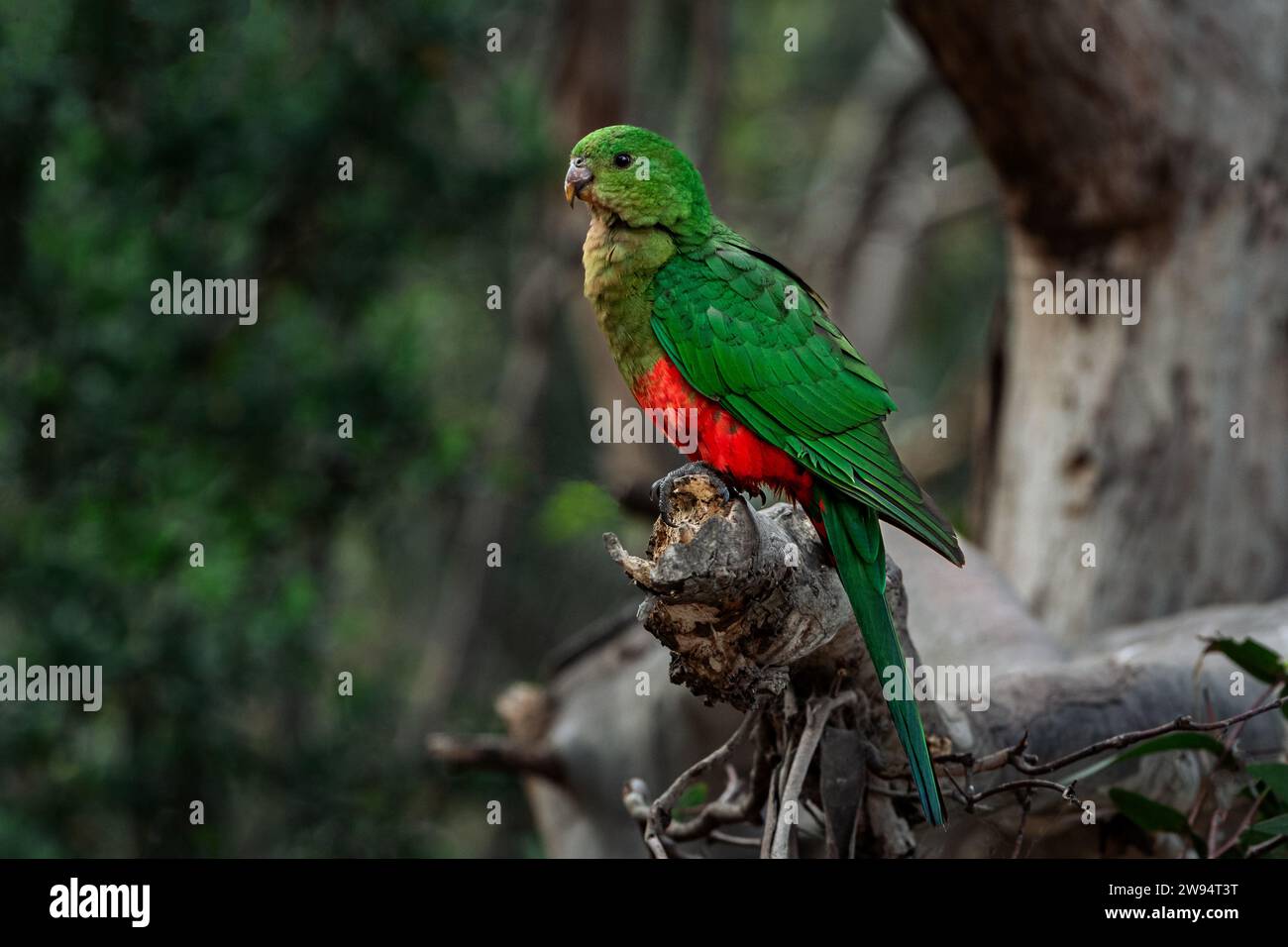 Colorful female Australian King Parrot sitting in tree. Stock Photo