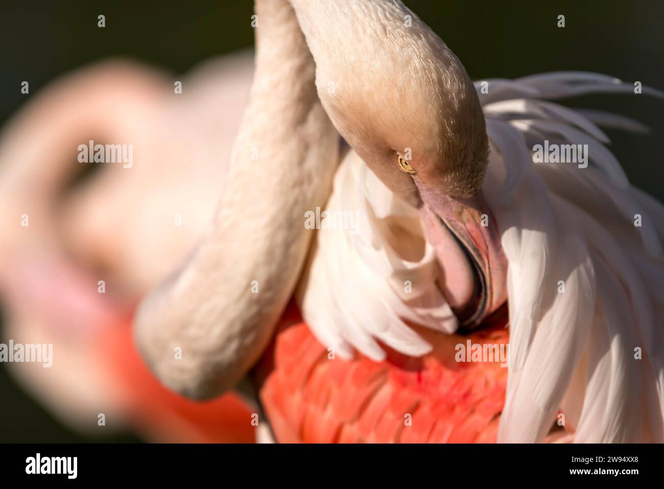 An enchanting moment captured in a portrait of a pink flamingo, gracefully cleaning its feathers with utmost elegance and poise. Stock Photo