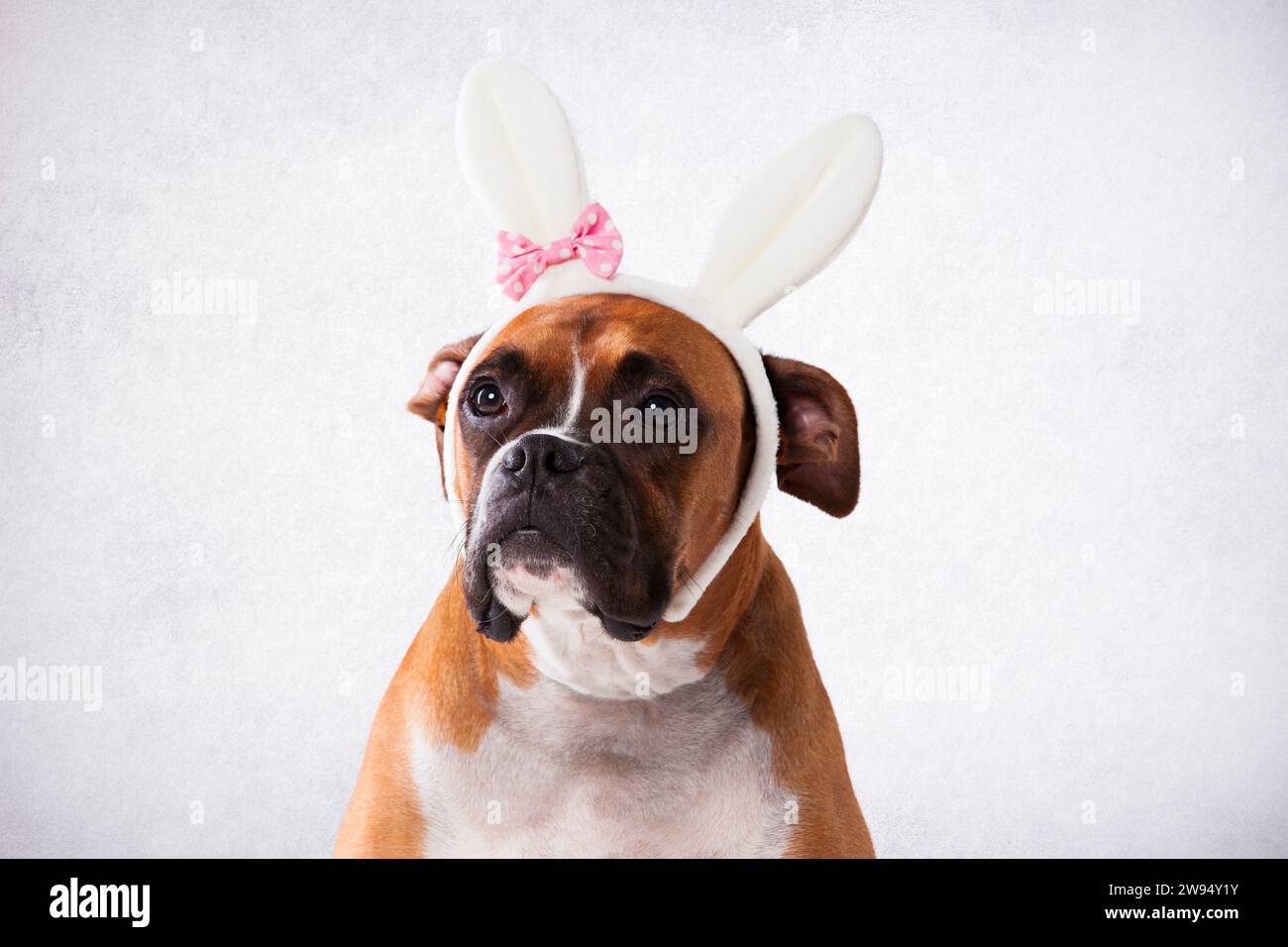 Boxer with bunny ears Stock Photo