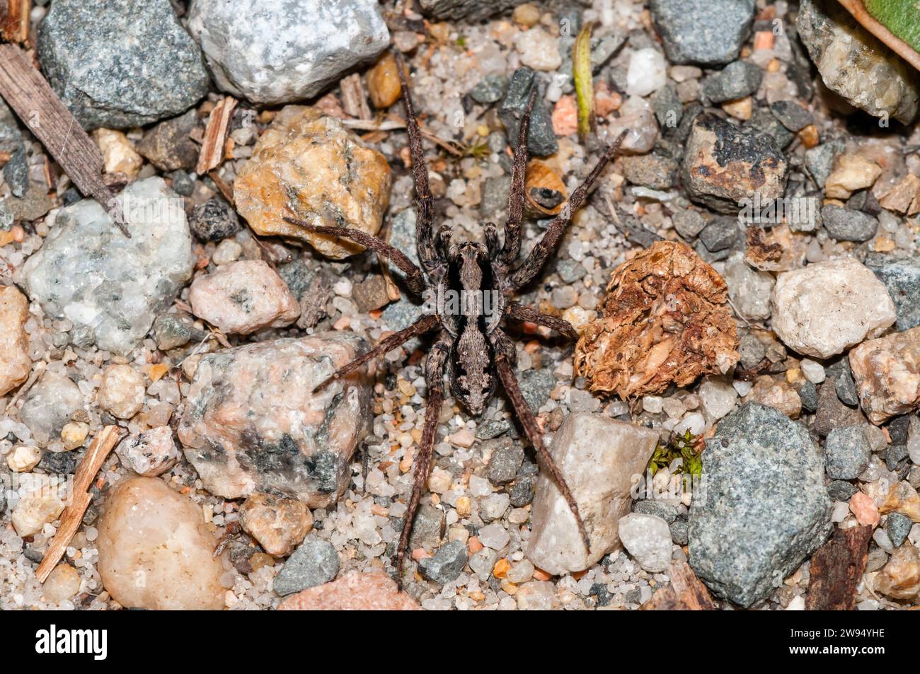 wolf spider, Venatrix sp., on the ground, Cape Conran, Australia Stock Photo
