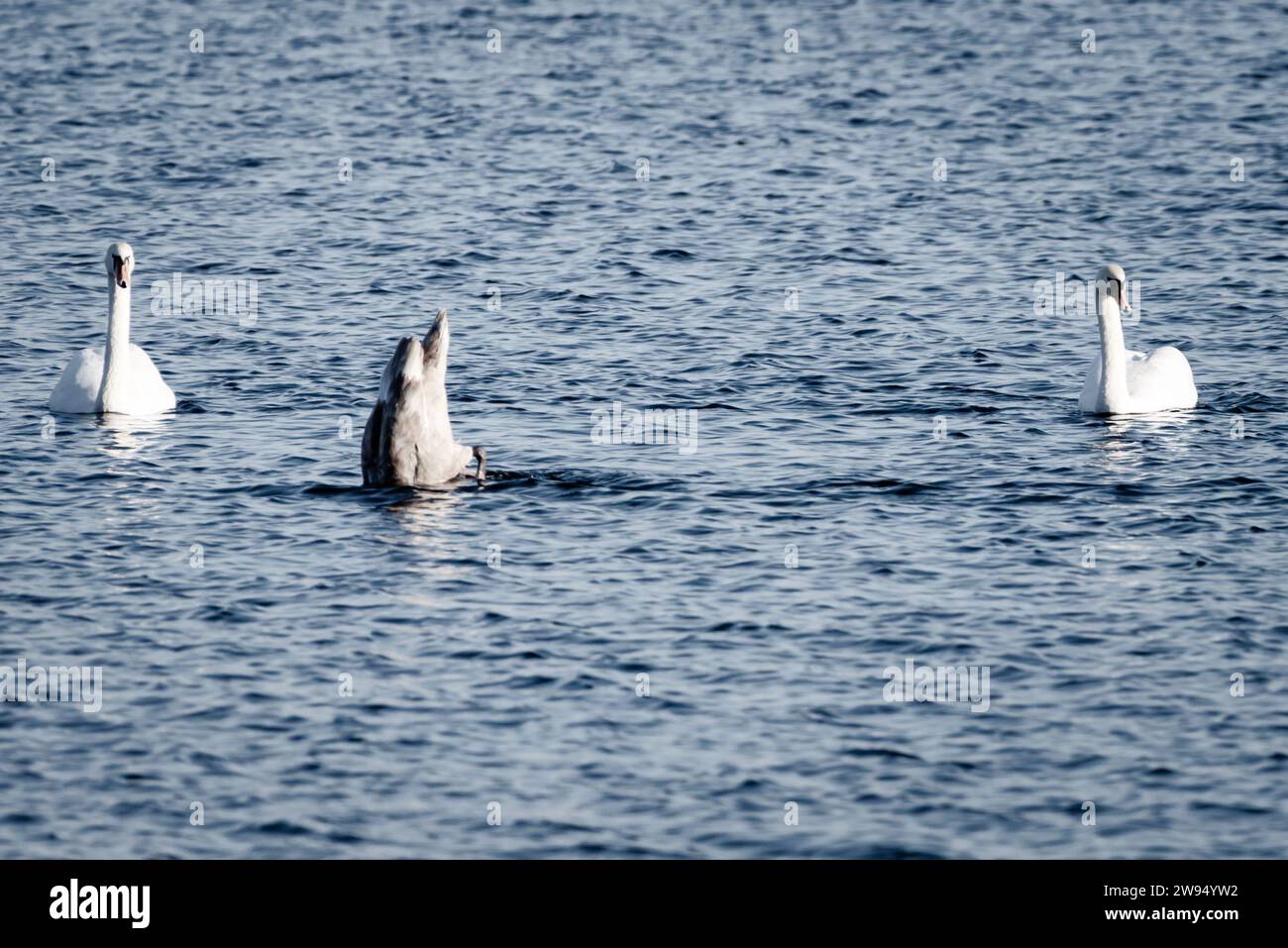 A swan family glides on the water, with snowy parents watching as a dark-feathered cygnet semi-submerges in search of food. Stock Photo
