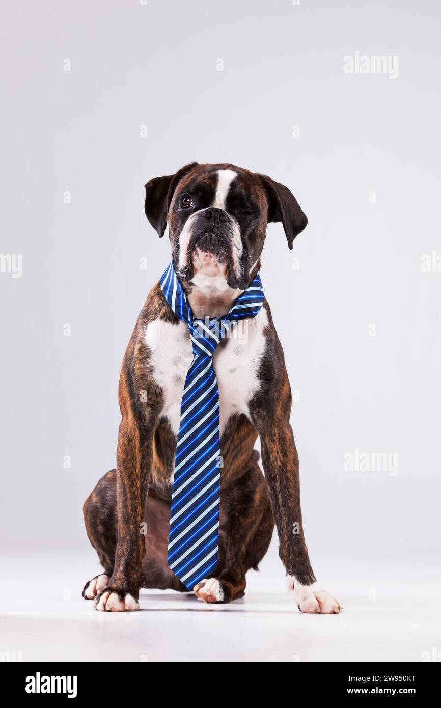 Funny business dog Stock Photo