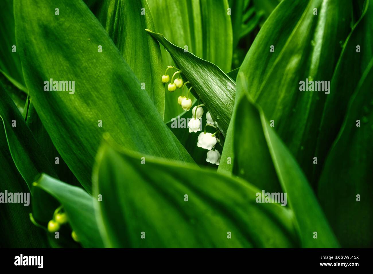 A lily of the valley plant with white flowers and green leaves is ...