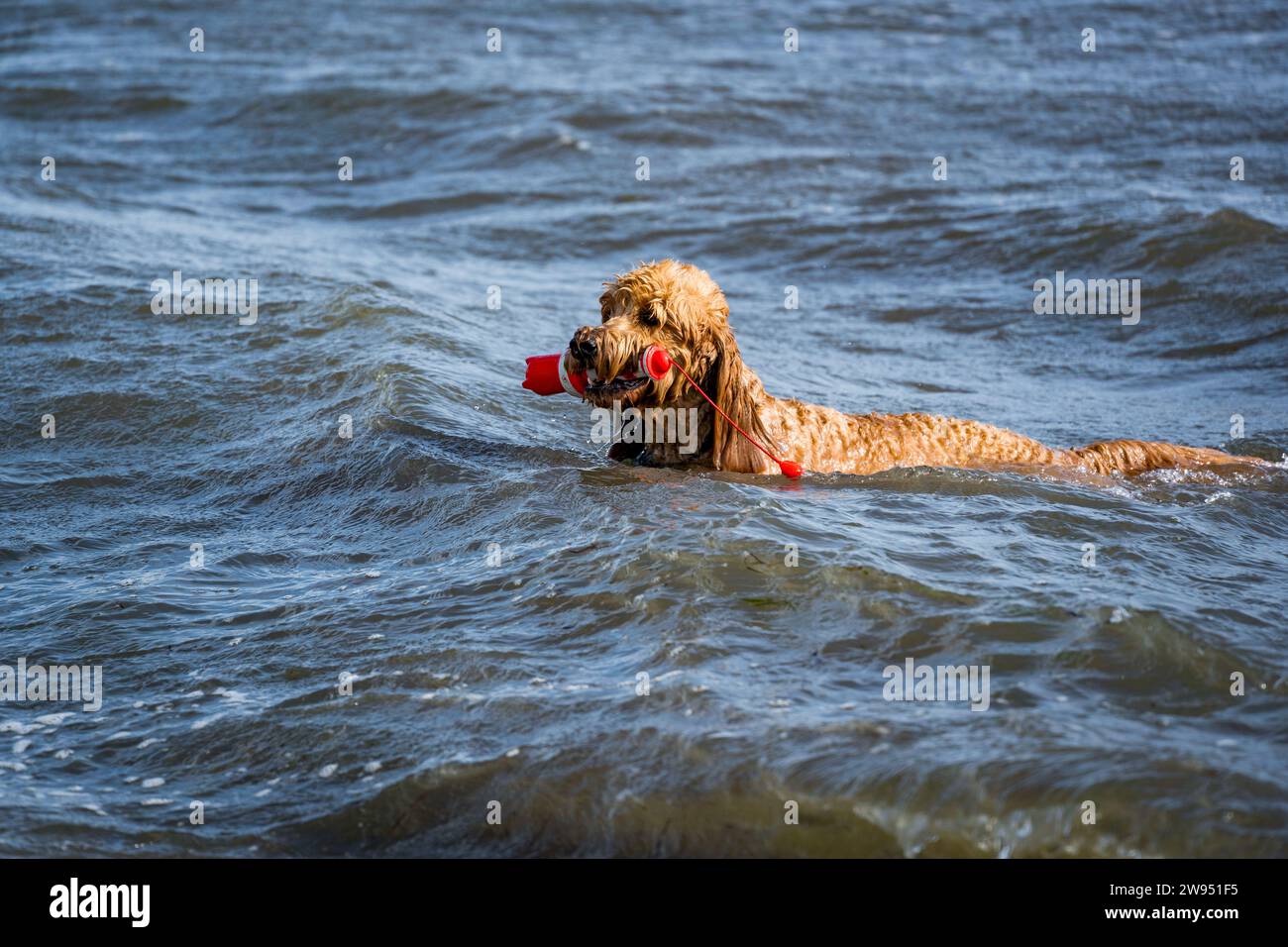 golden retriever running in the water Stock Photo - Alamy
