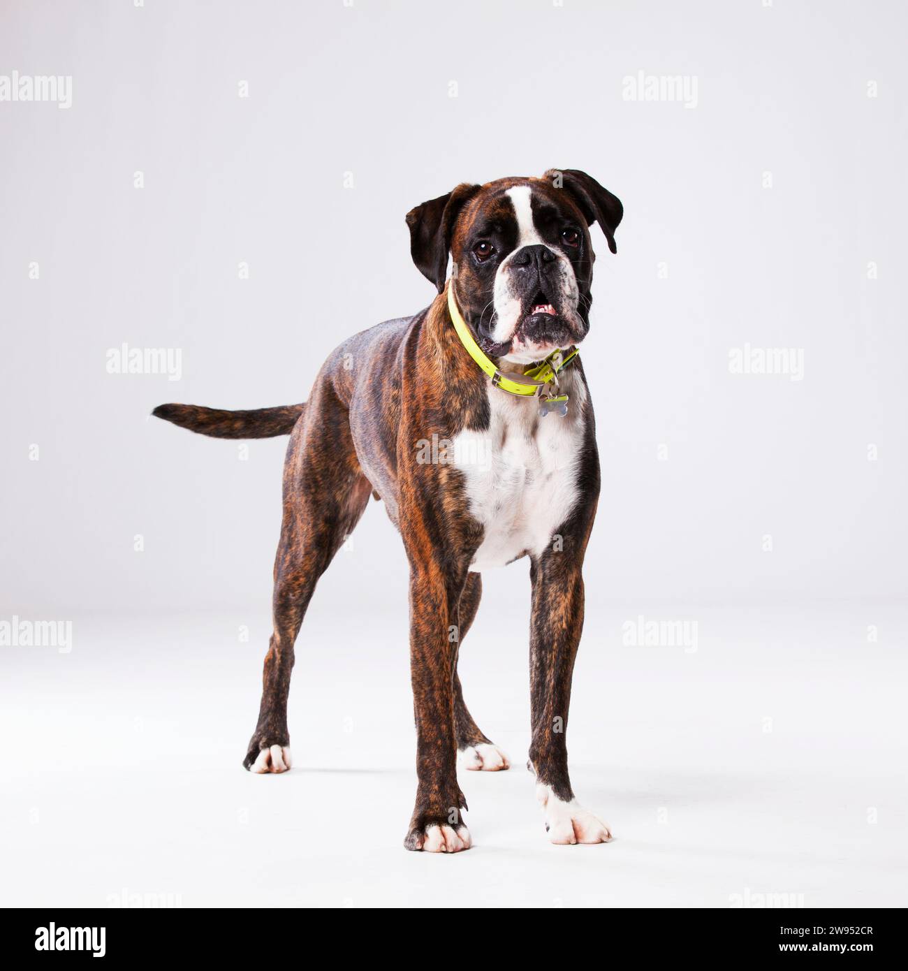 Boxer dog with a sad look Stock Photo