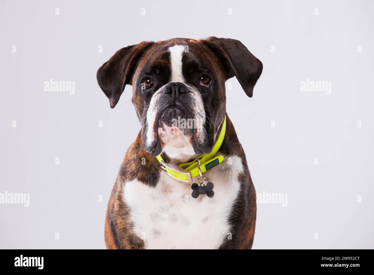 Boxer dog with a sad look Stock Photo