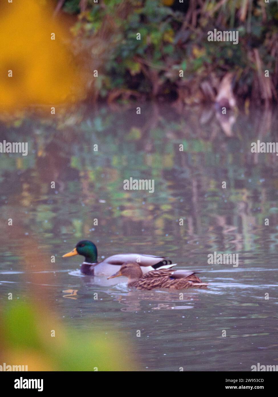 duck mallard swim in a lake at Le Grazie, Mantua, Italy in autumn season high res photography Stock Photo
