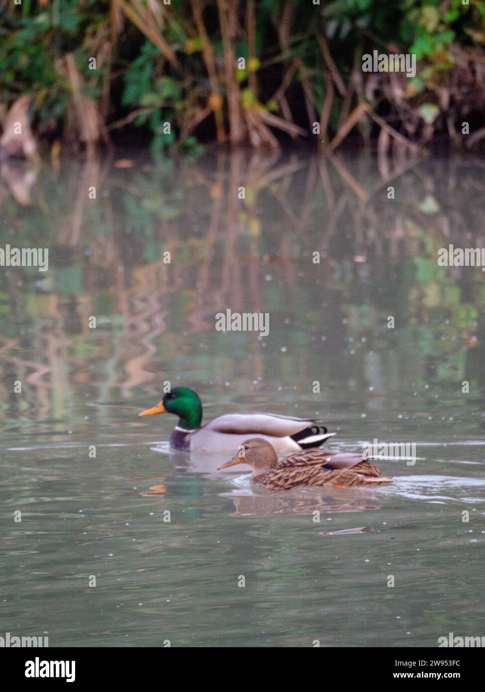 duck mallard swim in a lake at Le Grazie, Mantua, Italy in autumn season high res photography Stock Photo
