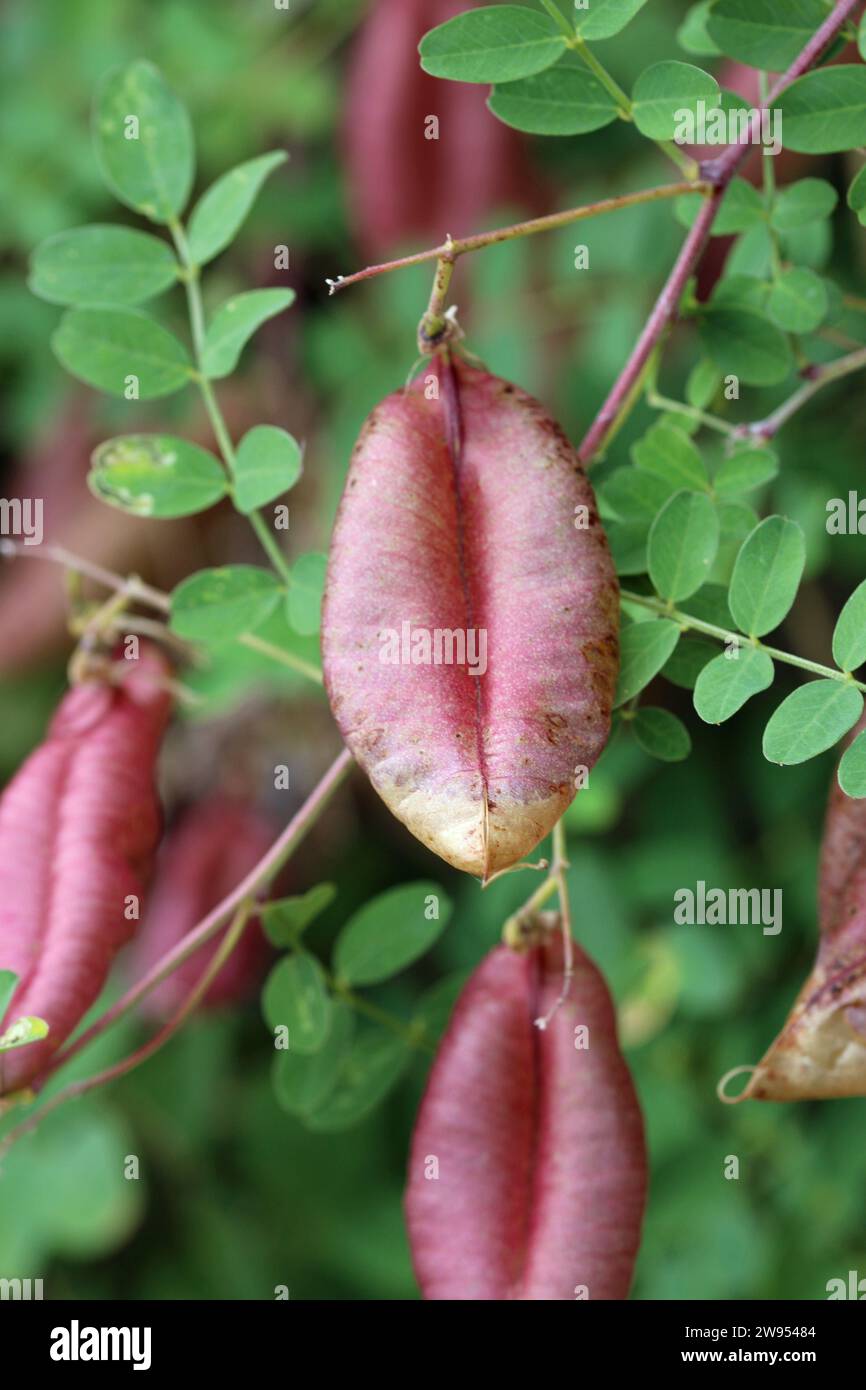 Bladder senna plant, Colutea arborescens, seed pods in close up with a blurred background of leaves. Stock Photo