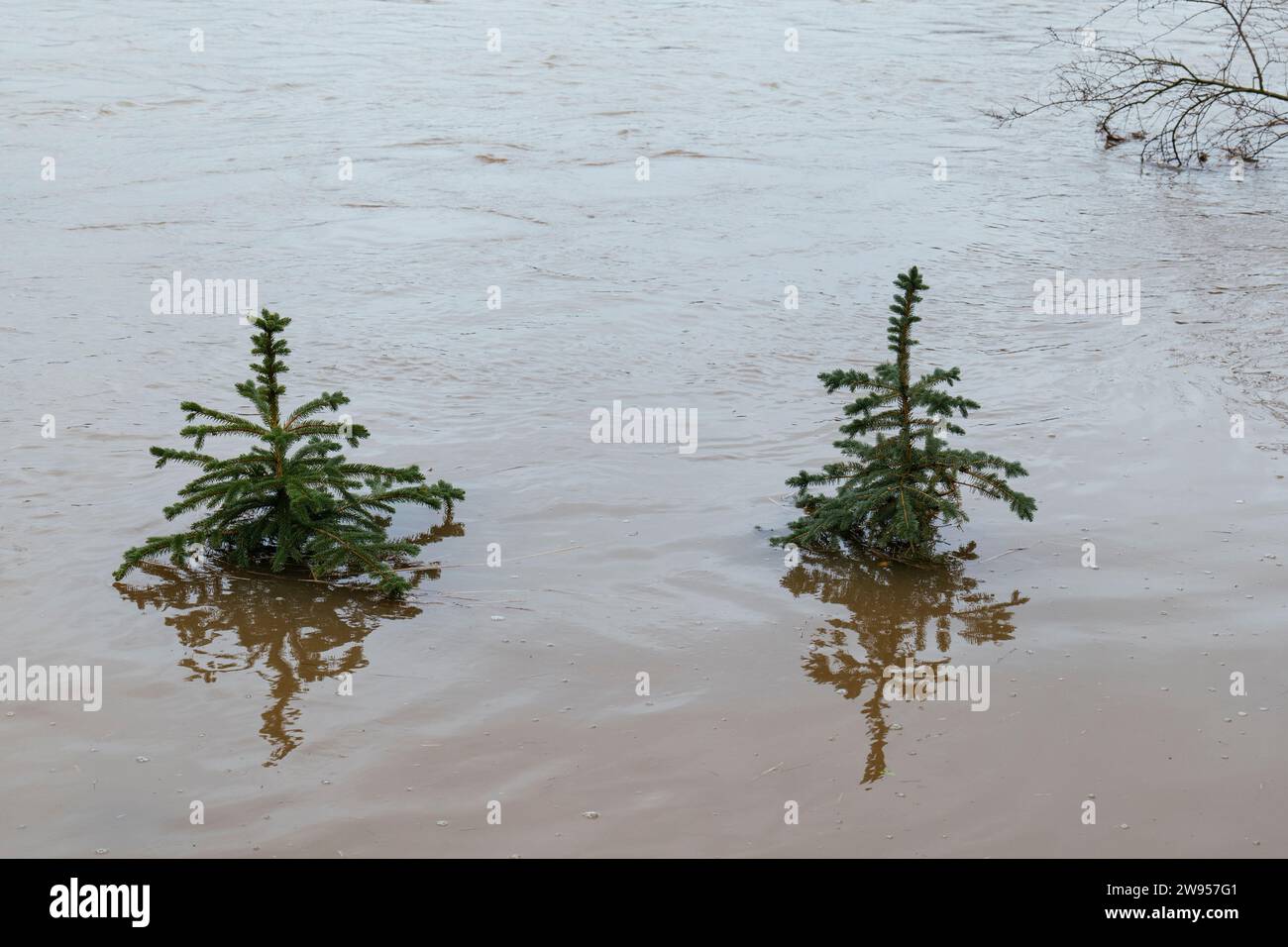 Flooded Christmas trees on December 24 2023 in Petershagen-Bierde (Germany) Stock Photo