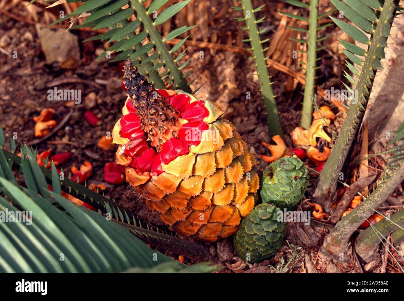 Cycad with colourful cone Encephalartos villosus Natal South Africa Stock Photo