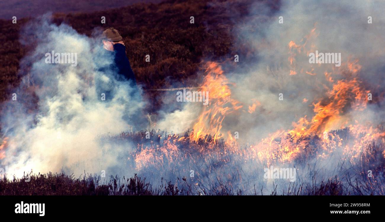 Heather burning the traditional way in Scotland smoke gets in your eyes