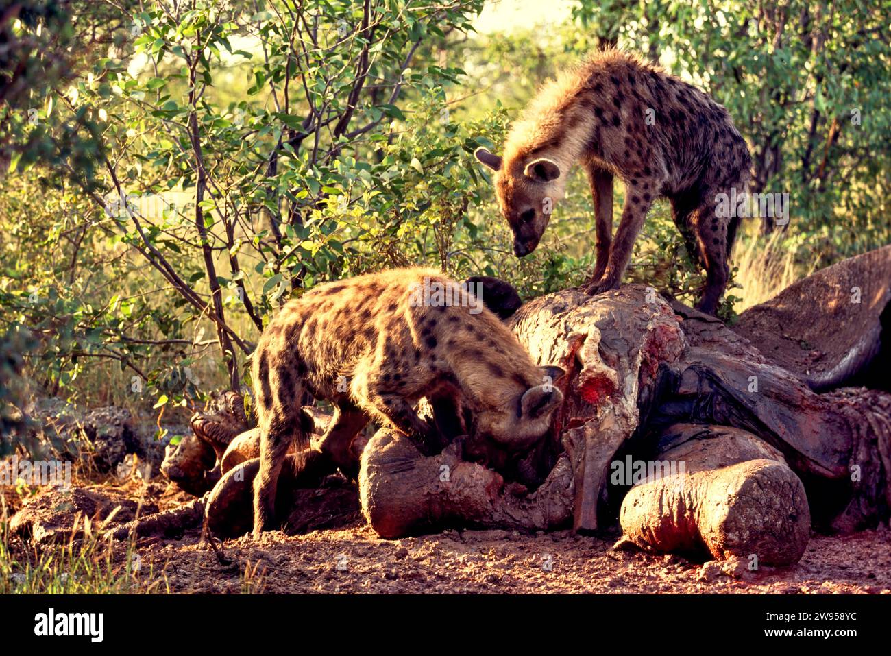 Hyenas feeding on rotten elephant carcase Etosha National Park Namibia Stock Photo
