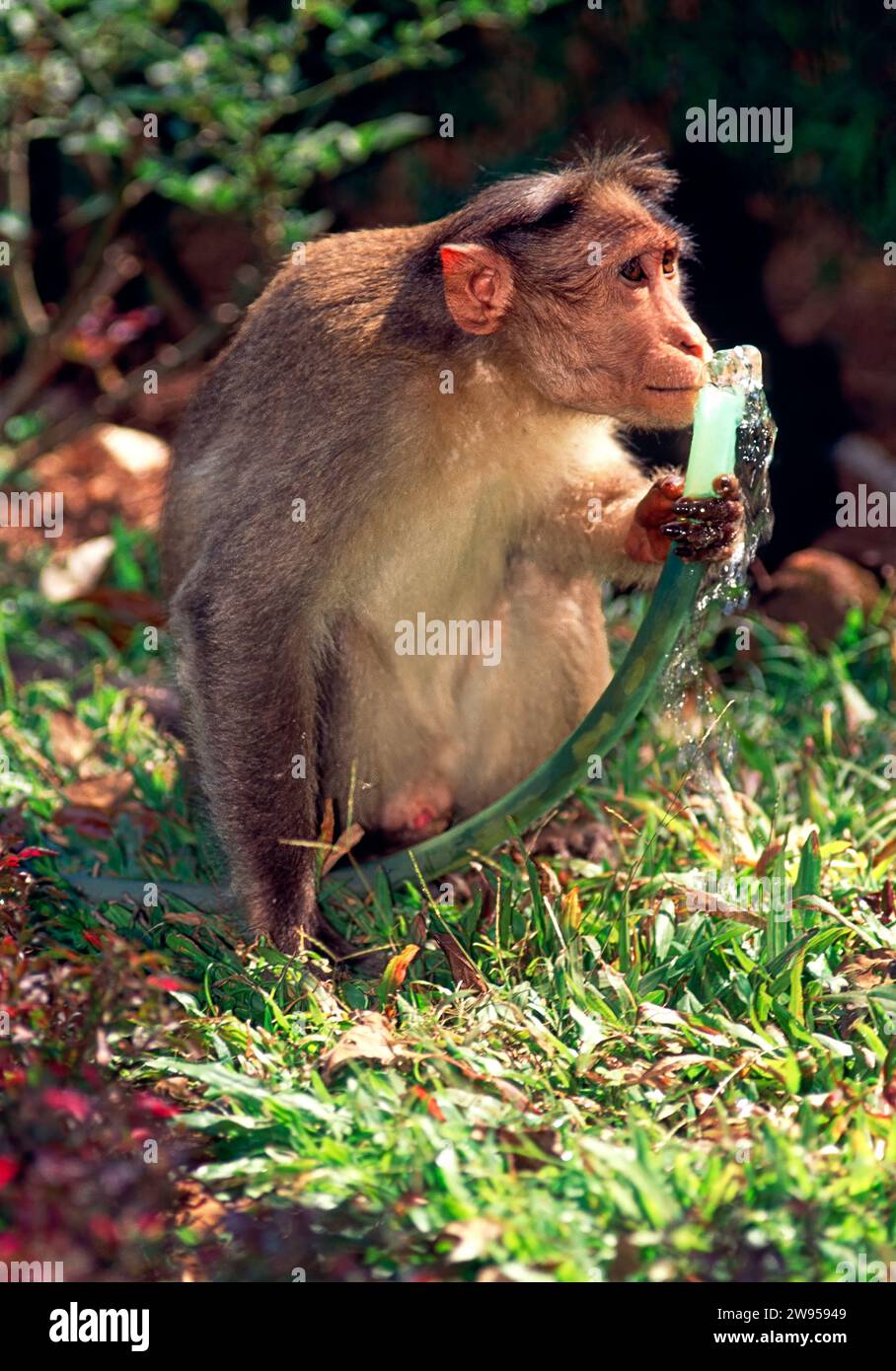 Monkey holding and drinking from a hose pipe Stock Photo Alamy