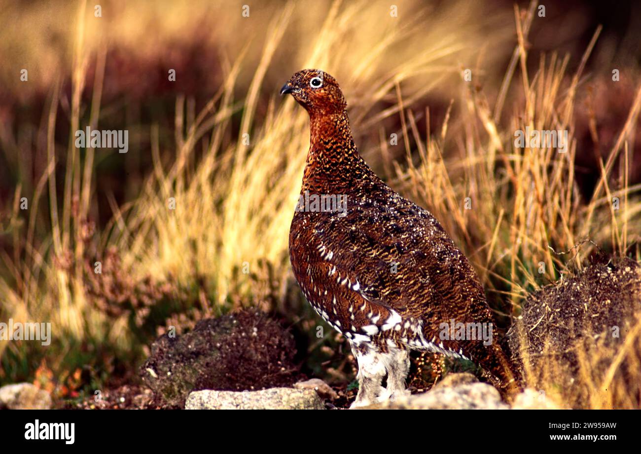 Red Grouse Lagopus lagopus scotica in Cairngorm National Park Scotland Stock Photo