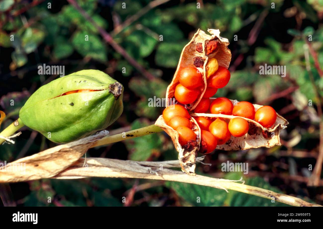 Seed Pods and orange fruit of the Stinking Iris Iris foetidissima Stock