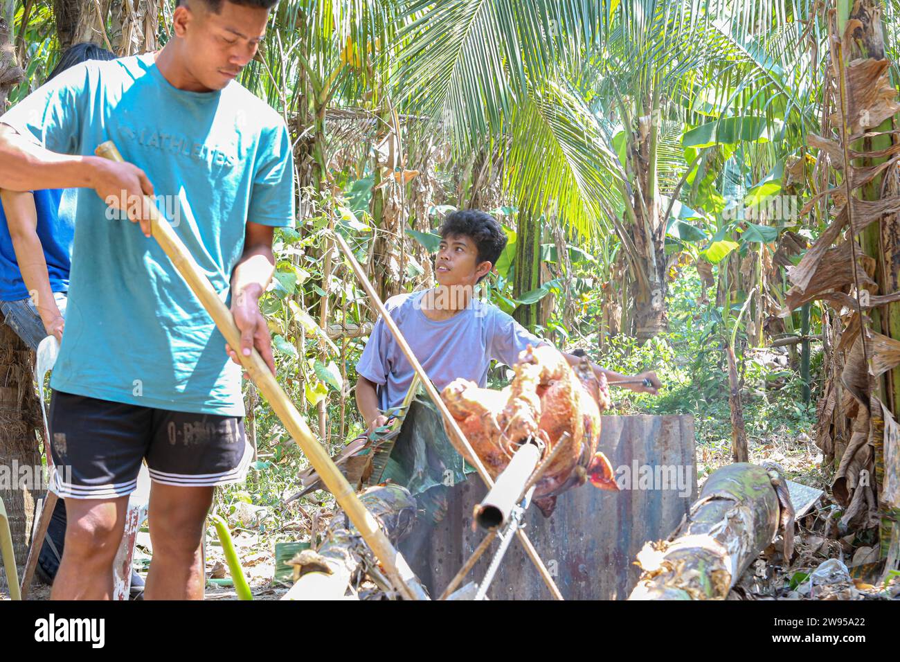 Calamba, Philippines. December 24, 2023 : Filipinos preparing suckling pig in rural style, onions/lemongrass stuffed, roasted over charcoal framed by banana tree trunks in forest. Known as lechon, it's a staple of holidays celebrations in the Christmas-obsessed Philippines. Leftovers will be made into a vinegar stew. Farmer say: 'Lechon has always been a luxury out of reach for many Pinoys (from $100 to $250). Before, we bought it from suppliers. With inflation, we can't afford. We resumed our practice of preparing/cooking it ourselves, old-fashioned way'. Credit: Kevin Izorce/Alamy Live News Stock Photo