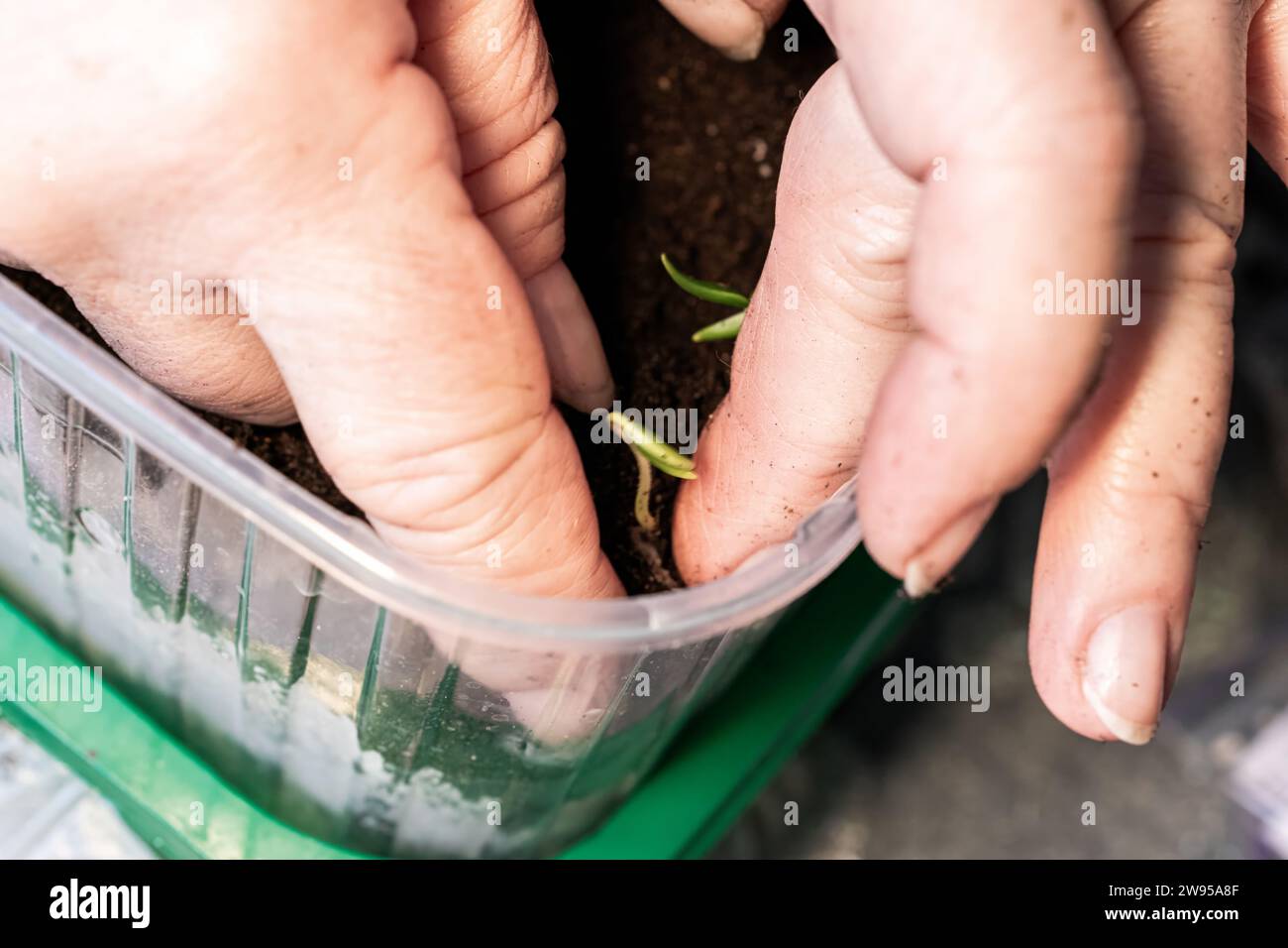 Hands of a farmer planting seedlings germinated from seeds in the