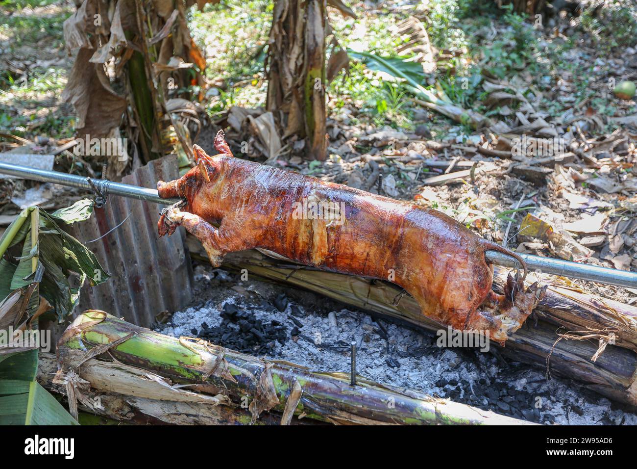 Calamba, Philippines. December 24, 2023 : Filipinos preparing suckling pig in rural style, onions/lemongrass stuffed, roasted over charcoal framed by banana tree trunks in forest. Known as lechon, it's a staple of holidays celebrations in the Christmas-obsessed Philippines. Leftovers will be made into a vinegar stew. Farmer say: 'Lechon has always been a luxury out of reach for many Pinoys (from $100 to $250). Before, we bought it from suppliers. With inflation, we can't afford. We resumed our practice of preparing/cooking it ourselves, old-fashioned way'. Credit: Kevin Izorce/Alamy Live News Stock Photo
