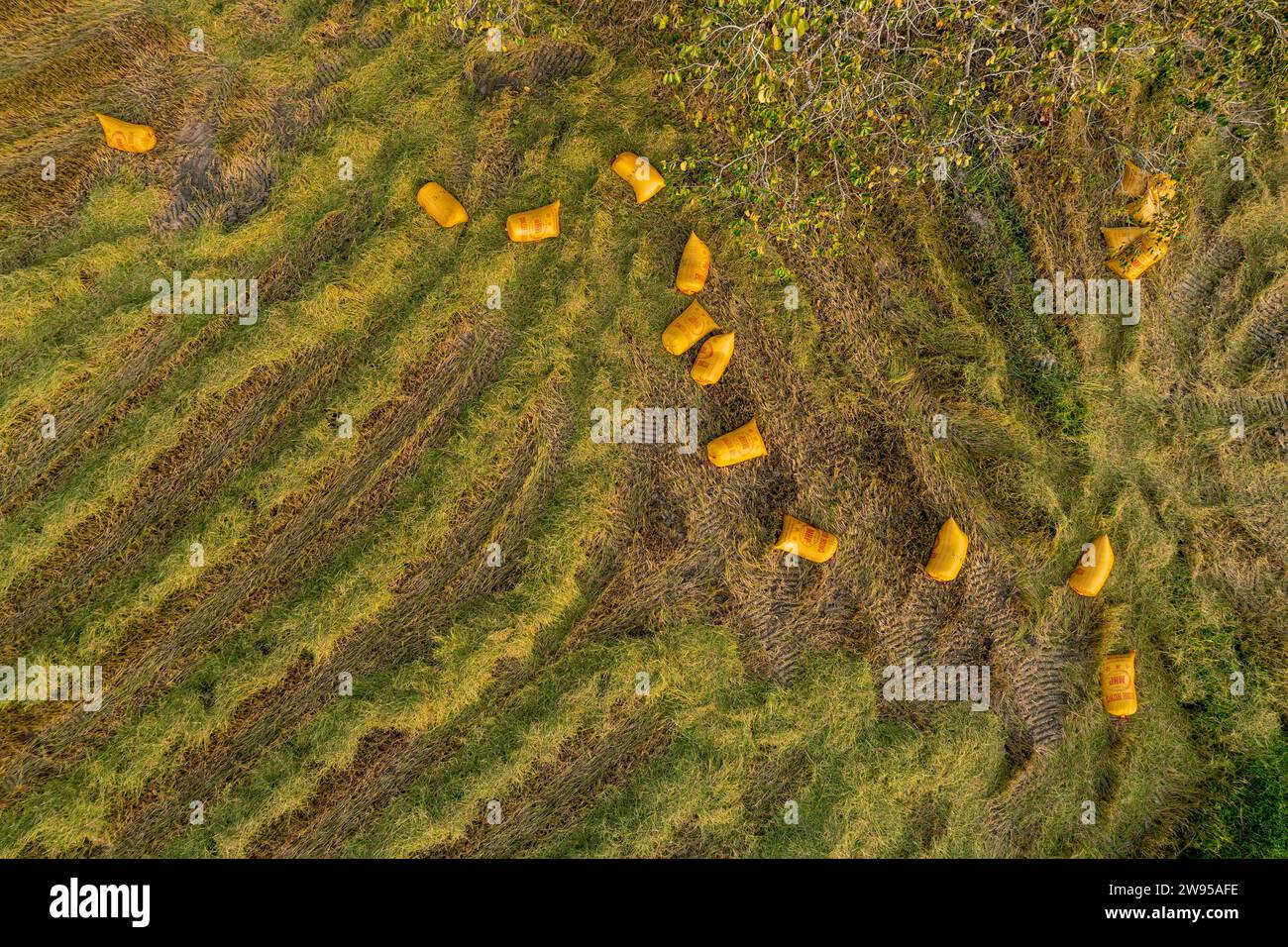December 10, 2023: panoramic view of Ta Pa fields, An Giang province, Vietnam during the ripe rice season Stock Photo
