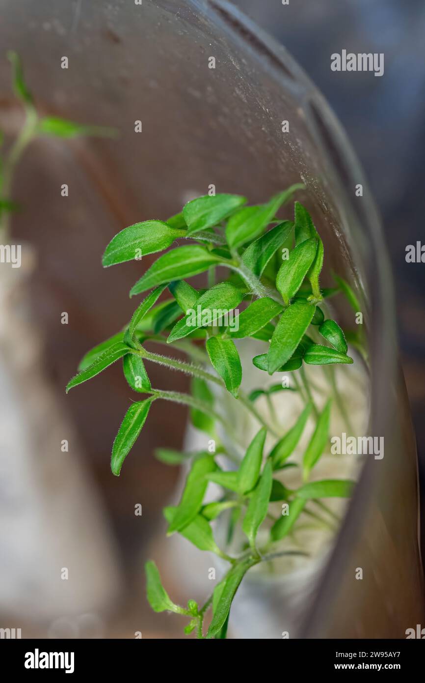 Germination of seedlings in paper. Seed planting methods by farmers for